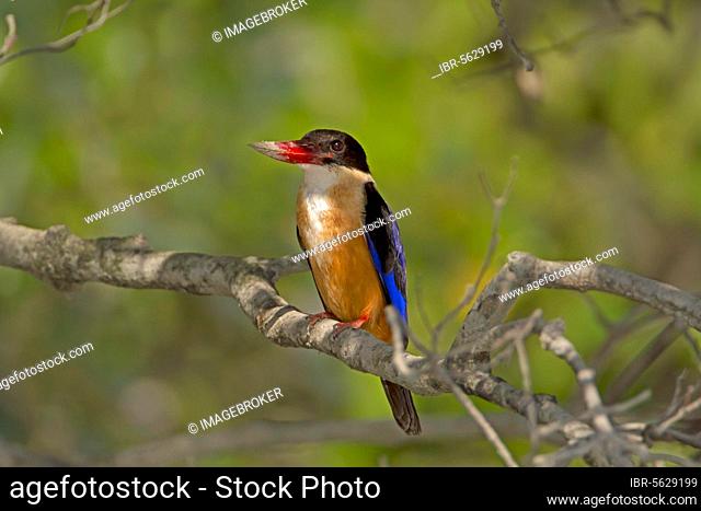 Black-capped Kingfisher (Halcyon pileata) adult, with mud on beak, perched on branch, Sundarbans, Ganges Delta, West Bengal, India, Asia