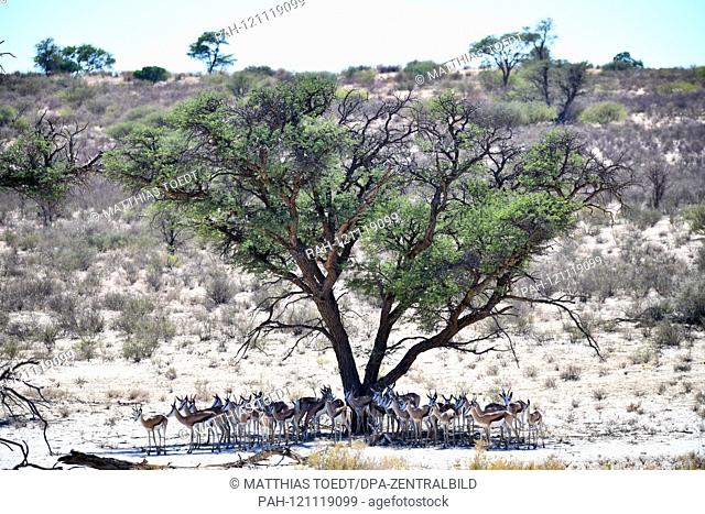A springbok herd (Antidorcas marsupialis) is staying in the heat of the day in the shade of trees in the South African Kgalagadi Transfrontier National Park