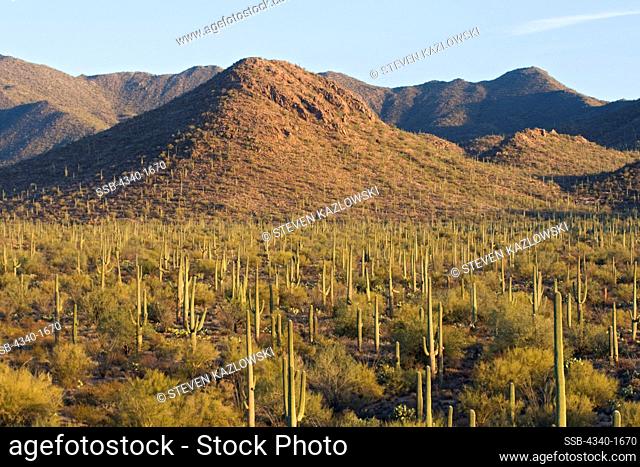 Desert landscape filled with saguaro cactus (Carnegiea gigantea) at sunset, Signal Hill trail, Saguaro National Park (west), Sonoran Desert, Arizona