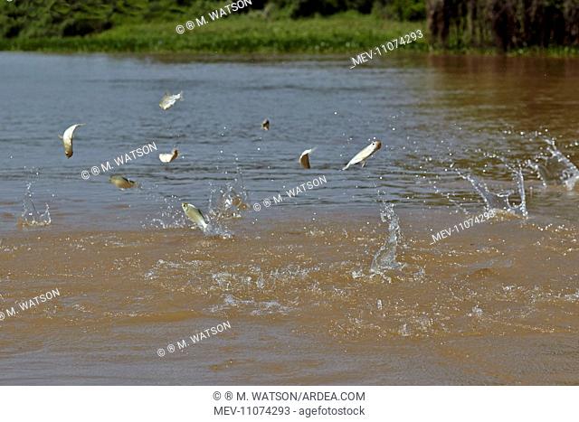 Fish jump out of the water displaced by large below River Cuiaba Black channel Pantanal area Mato Grosso Brazil South America