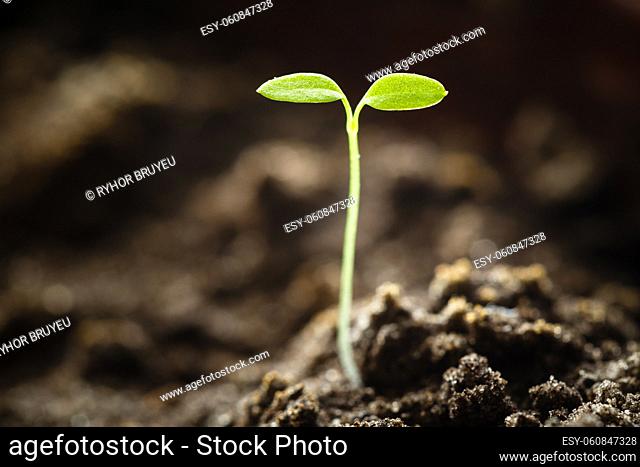 Green Sprout Growing From Seed Isolate On White Background. Spring Symbol, Concept Of New Life