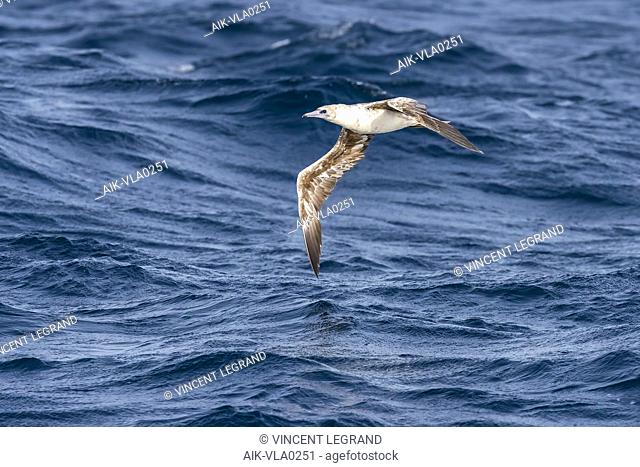 Immature 2nd-cycle Atlantic Red-footed Booby flying over the channel between Raso and Sao Nicolau, Cape Verde. June 2018