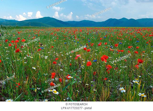 Landscape view of Piano Grande with wild spring flowers