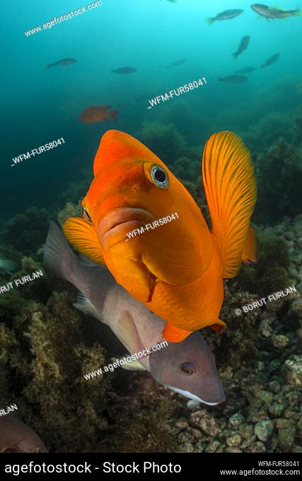 Garibaldi Fish, Hypsypops rubicundus, Catalina Island, California, USA