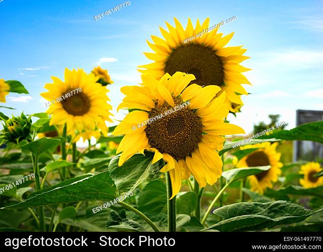 Field of blooming sunflowers under blue sky, Ukraine
