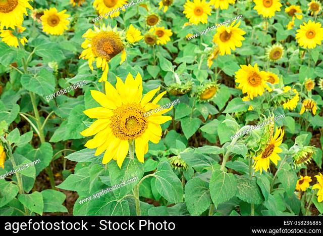 landscape of sunflowers farm with yellow flowers in the daytime