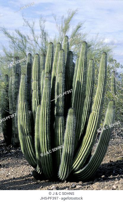 Organ Pipe Cactus, Cereus thurberi, Sonora Desert, Arizona, USA, cactus