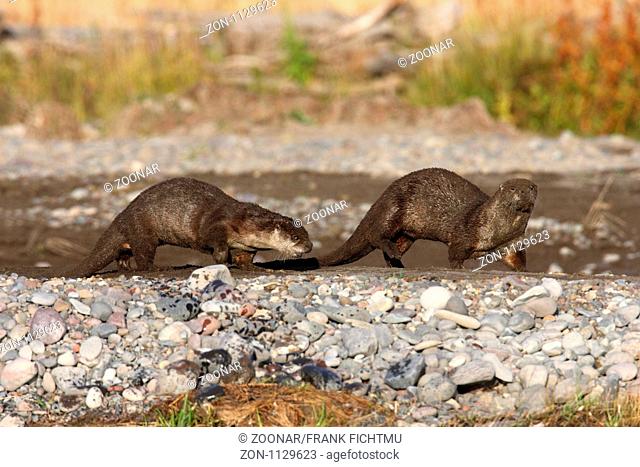 Lamar River otters Yellowstone NP