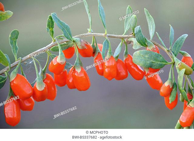 Chinese wolfberry, Chinese boxthorn, Himalayan goji (Lycium barbarum 'No1 Lifeberry', Lycium barbarum No1 Lifeberry), branch with berries