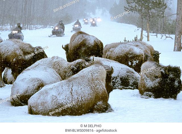 American bison, buffalo Bison bison, with tourists in snowmobile, USA, Wyoming, Yellowstone NP