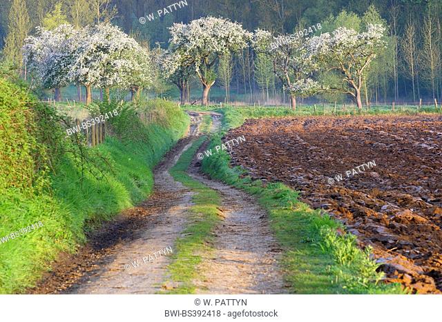 Flowering fruit tree orchard with path, Belgium, Haspengouw