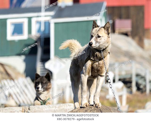 Sled dogs in the small town Uummannaq in the north of west greenland. During winter the dogs are still used as dog teams to pull sledges of fishermen