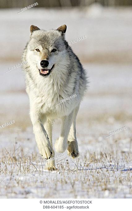 Timber Wolf (Canis lupus), Minnesota, USA
