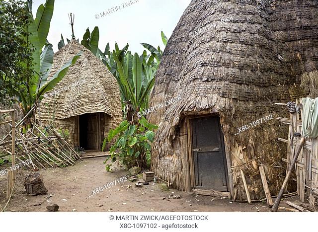 Huts of the Dorze people in the Guge Mountains of Ethiopia with groves of cooking banana, enset  The tribe of the Dorze is living high up in the Guge Moutains...