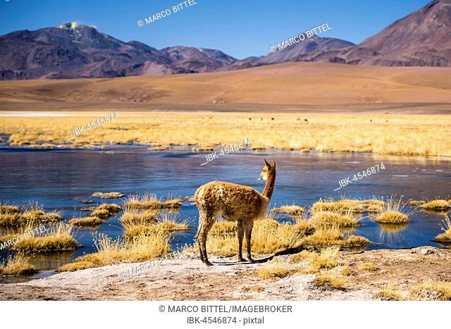 Vicuña (vicugna vicugna) or vicuña on a lake, volcanoes, Andean highlands, Rio Putana, San Pedro de Atacama, El Loa, Antofagasta, Norte Grande, Chile