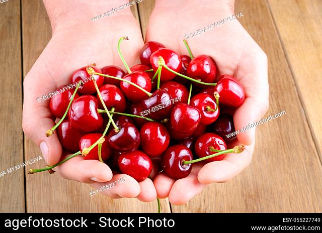 Man's hands handful showing ripe organic cherries