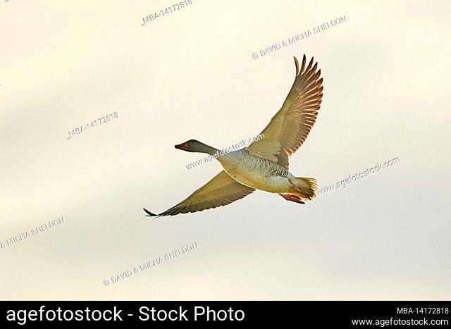 greylag goose (anser anser), flying, bavaria, germany