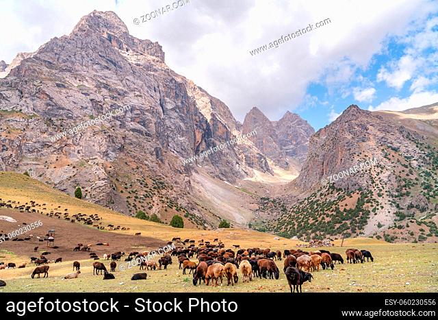 The huge sheep herd grazing on the field in Fann mountains in Tajikistan