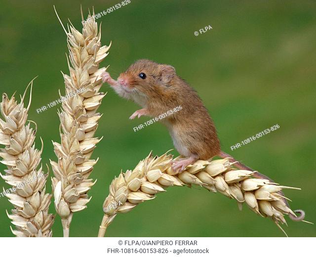 Harvest Mouse Micromys minutus adult, climbing on ripe wheat ear, Leicestershire, England, june controlled