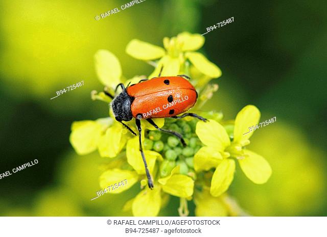 Leaf beetle (Lachnaia vicina). Collserola park, Barcelona, Catalonia, Spain