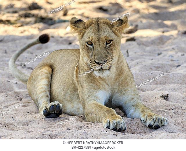Lioness (Panthera leo), lying in the sand by the riverfront, South Luangwa National Park, Zambia