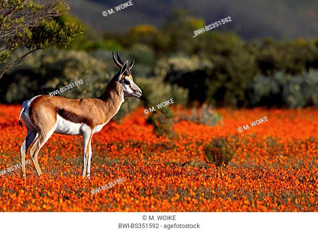 springbuck, springbok (Antidorcas marsupialis), male standing in a meadow with Glandular Cape marigolds, South Africa, Namaqua National Park