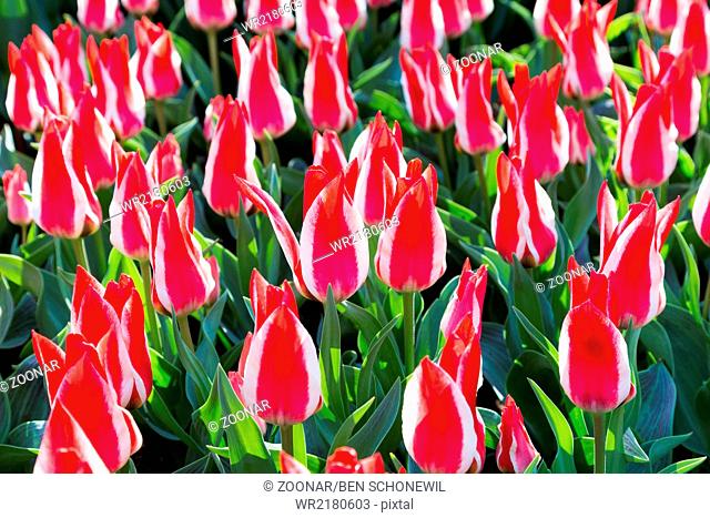 Many bicolor red-white tulips
