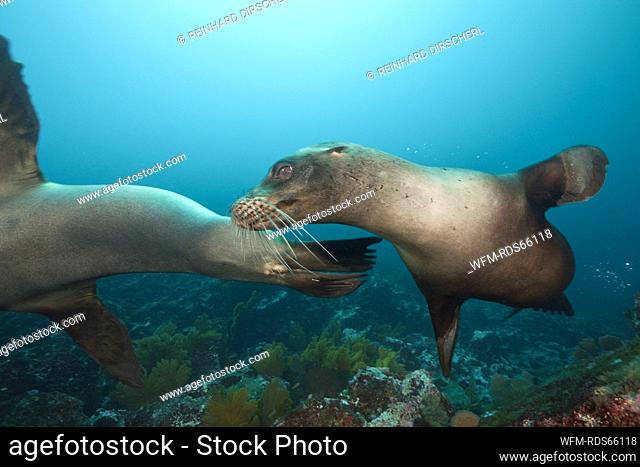 Galapagos Sea Lion, Zalophus wollebaeki, Punta Vicente Roca, Isabela Island, Galapagos, Ecuador