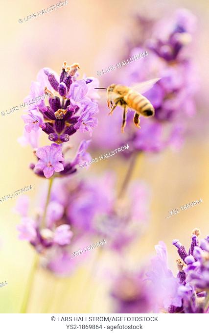 Summer scene with busy bee pollinating lavender flowers in green field
