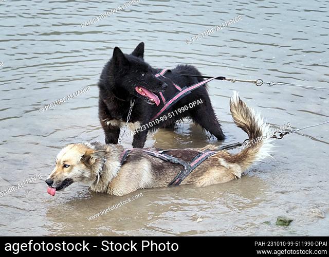 22 August 2023, Norway, Longyearbyen: Sled dogs bathing in a lake off the road after taking off with a group of tourists from the cruise ship AIDALuna