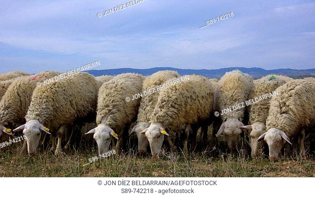 Rebaño de ovejas . Navarra. España. Europa