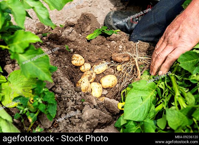Agriculture, organic farm, horticulture, vegetable growing, field cultivation, farmer digs potatoes
