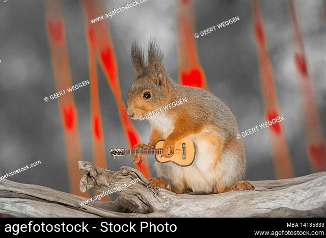 close up of red squirrel standing on a tree trunk with a guitar