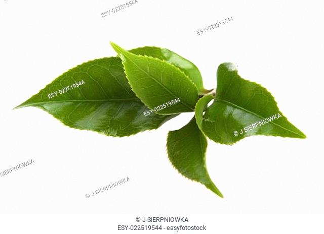 fresh tea leaves isoalted on the white background