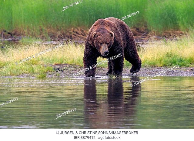 Grizzly Bear (Ursus arctos horribilis) adult, at the waterfront foraging, Brooks River, Katmai National Park and Preserve, Alaska, United States