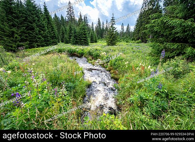 06 July 2022, Bavaria, Mauth: The Hammerklause in the extension area of the Bavarian Forest National Park. The area will be enlarged by about 605 hectares