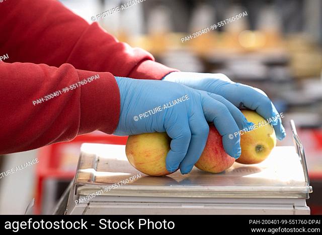 01 April 2020, Saxony, Dresden: A trader with disposable gloves puts apples on a scale at a weekly market. From April 1, 2020, mobile sales stands for food