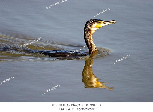 Great Cormorant (Phalacrocorax carbo). Llobregat river delta, Barcelona province, Catalonia, Spain