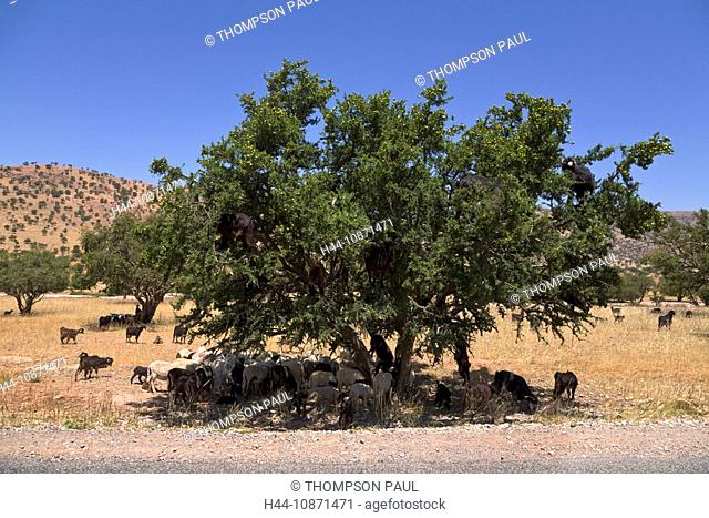 Grazing goats in argan trees, Tiout, Morocco