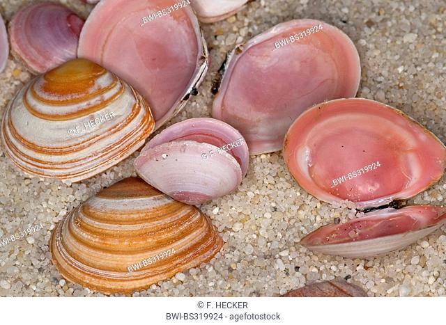 Baltic macoma (Macoma balthica, Macoma baltica, Tellina balthica), shells lying on thr beach, Germany
