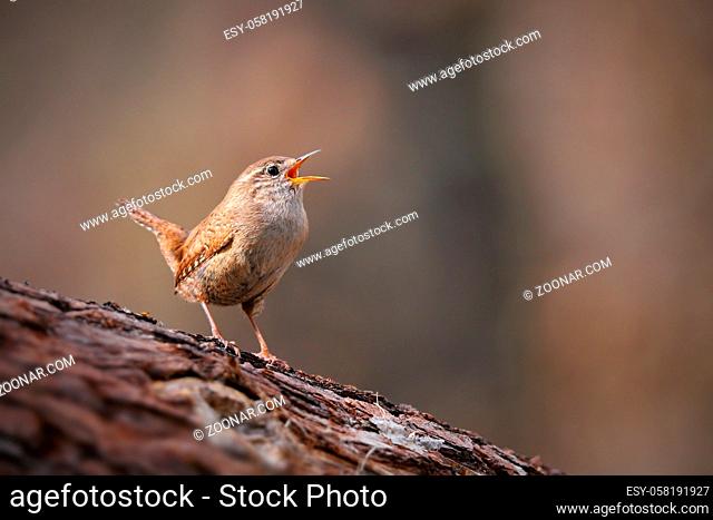 Tiny eurasian wren, troglodytes troglodyte, singing in spring forest with copy space. Small songbird sitting on a tree with open beak and calling