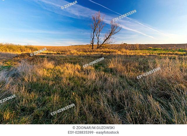 Beautiful landscape of autumnal witherd grassland or field. Fallen autumnal colorful leaves lying on dry grass under beautiful blue sky