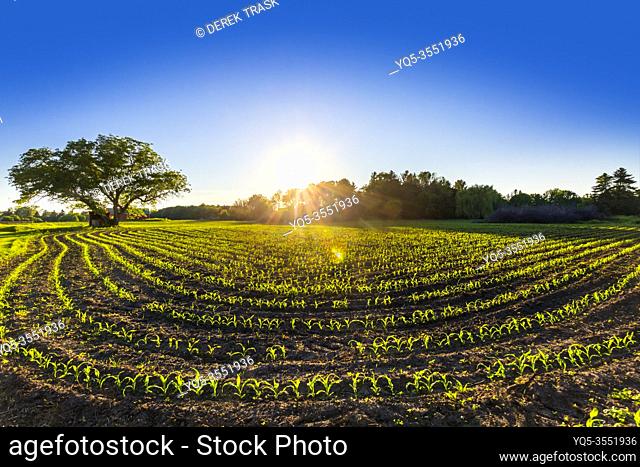 curved rows of young corn plants in the spring at sunset. Meaford, Ontario, Canada