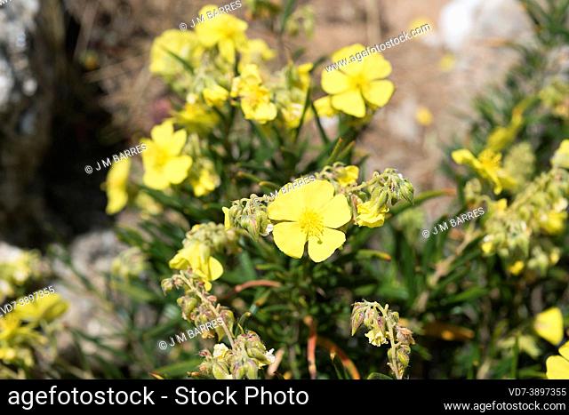 Romerillo (Helianthemum syriacum) is a subshrub native to part of Mediterranean basin. This photo was taken in Sorbas, Almeria, Andalucia, Spain