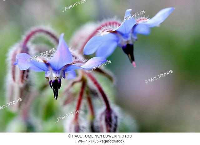 Borage, Borago offinalis, Close up of two blue coloured flowers growing outdoor