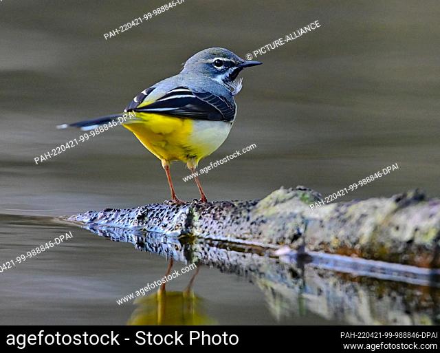 18 April 2022, Brandenburg, Kersdorf: A wagtail (Motacilla flava) sits on a branch in the water of the river Spree. Photo: Patrick Pleul/dpa