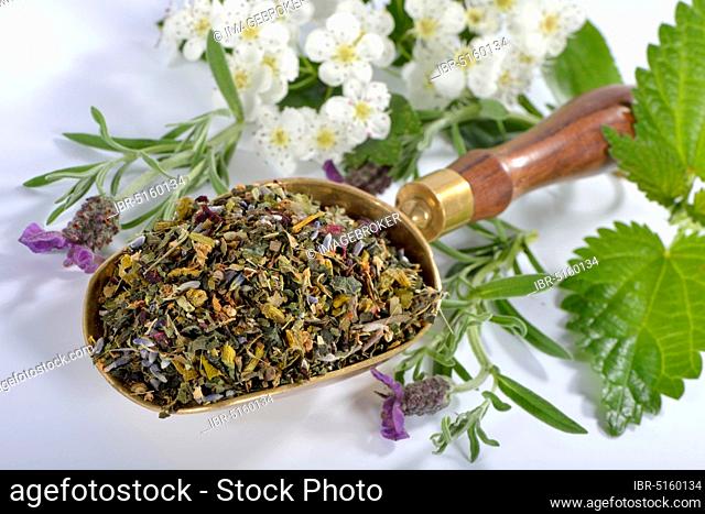 Cardiovascular tea, Mistletoe, valerian, common lavender, hawthorn herb, nettle, hibiscus, (Viscum album), (Crataegus monogyna), (Common valerian)