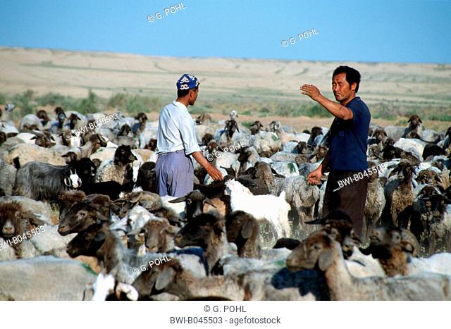 Uzbek herdsmen counting their sheep, Uzbekistan, Oblat Navoiy, Kyzyl Kum