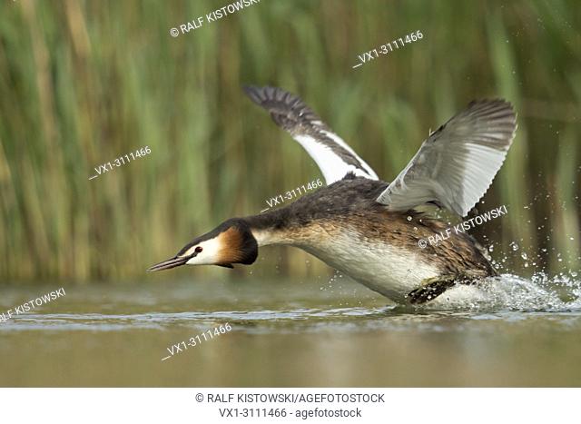 Great Crested Grebe / Haubentaucher ( Podiceps cristatus ) in a hurry, flapping its wings, taking off from a stretch of water, chasing a rival, Europe