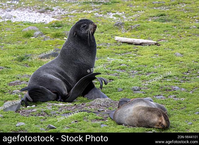 Northern fur seal sitting on the grass at the edge of the rookery